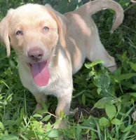 Sage, a female Labrador Retriever for sale in Clayton, NC – 1 of 5