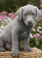 Blue, a male Labrador Retriever for sale in Clayton, NC – 1 of 1