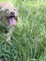 Sage, a female Labrador Retriever for sale in Clayton, NC – 2 of 5