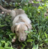 Sage, a female Labrador Retriever for sale in Clayton, NC – 4 of 5
