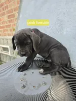 Pink Female , a female Cane Corso for sale in Chicago, IL – 1 of 7