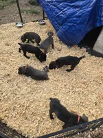 Purple Female, a female Cane Corso for sale in Chicago, IL – 7 of 7