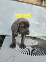 Purple Female, a female Cane Corso for sale in Chicago, IL – 3 of 7