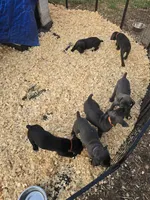 Red Female, a female Cane Corso for sale in Chicago, IL – 4 of 7