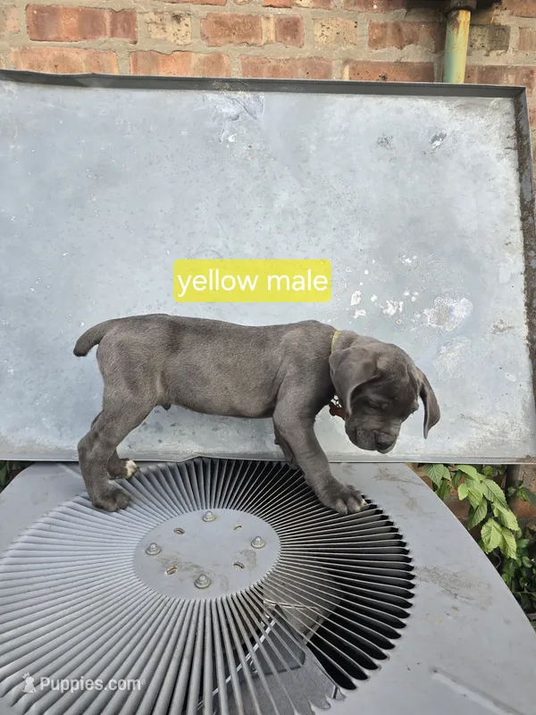 Yellow male – Cane Corso puppy for sale in Chicago, IL
