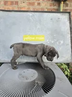 Yellow male, a male Cane Corso for sale in Chicago, IL – 1 of 7