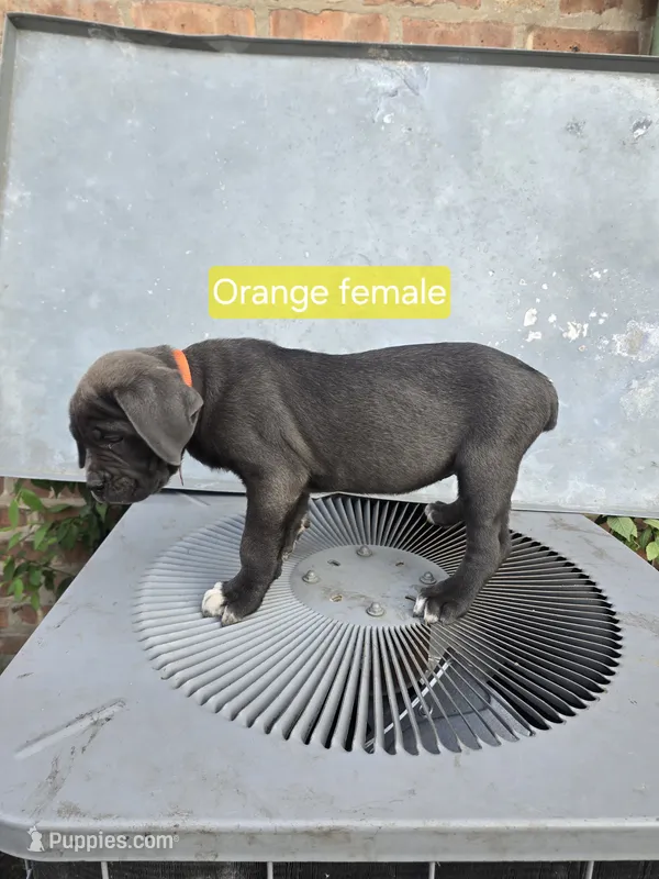 Orange Female – Cane Corso puppy for sale in Chicago, IL
