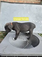 Orange Female, a female Cane Corso for sale in Chicago, IL – 1 of 7