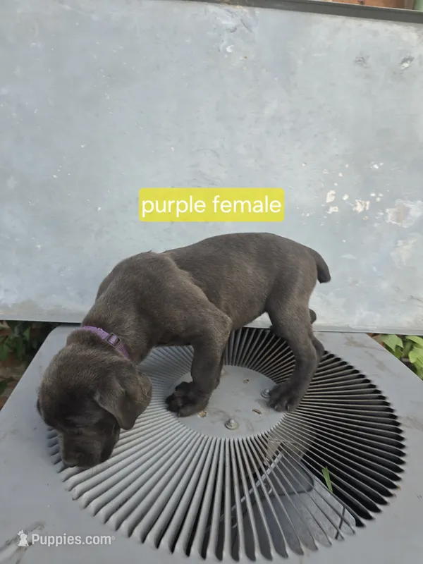Purple Female – Cane Corso puppy for sale in Chicago, IL