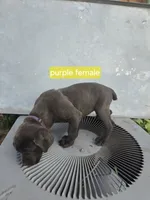 Purple Female, a female Cane Corso for sale in Chicago, IL – 1 of 7