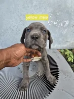 Yellow male, a male Cane Corso for sale in Chicago, IL – 2 of 7
