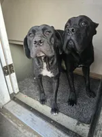 Blue male, a male Cane Corso for sale in Chicago, IL – 6 of 7
