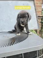 Orange Female, a female Cane Corso for sale in Chicago, IL – 2 of 7