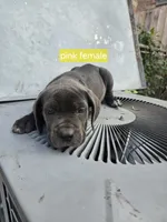 Pink Female , a female Cane Corso for sale in Chicago, IL – 2 of 7