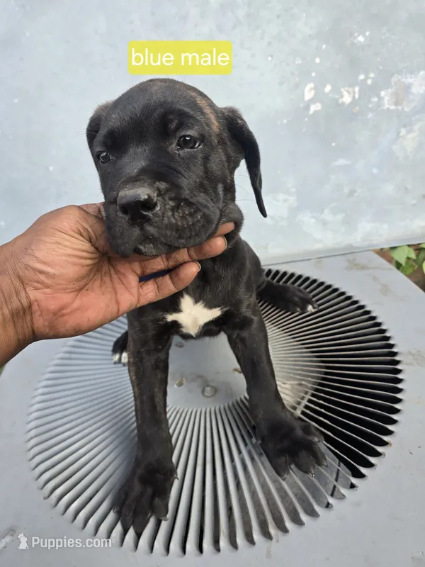 Blue male – Cane Corso puppy for sale in Chicago, IL