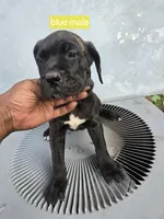 Blue male, a male Cane Corso for sale in Chicago, IL – 1 of 7