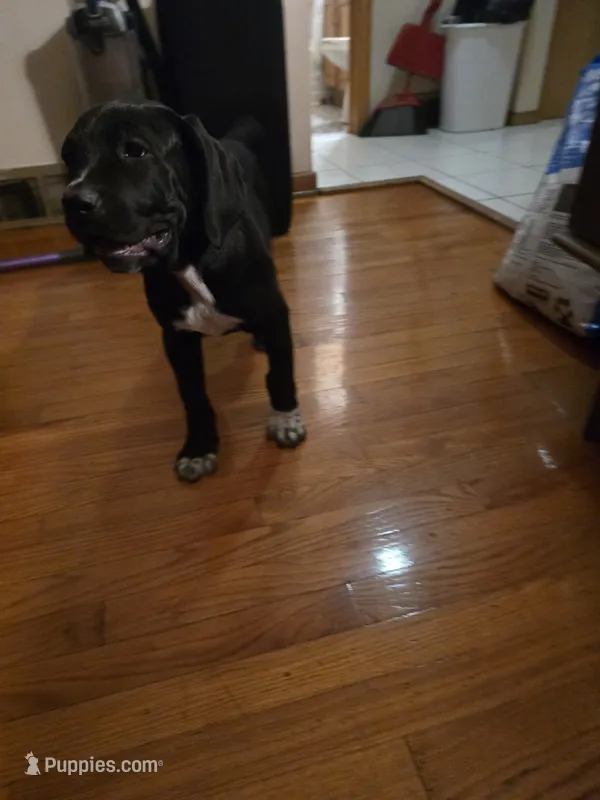 Red Female – Cane Corso puppy for sale in Chicago, IL