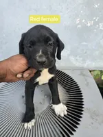 Red Female, a female Cane Corso for sale in Chicago, IL – 2 of 7