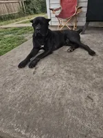 Yellow male, a male Cane Corso for sale in Chicago, IL – 6 of 7