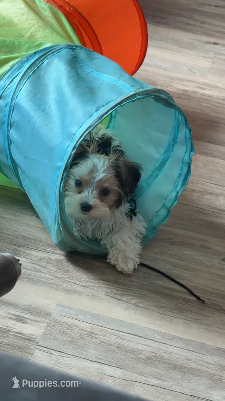 Oreo – Yorkshire Terrier puppy for sale in Greenville, SC