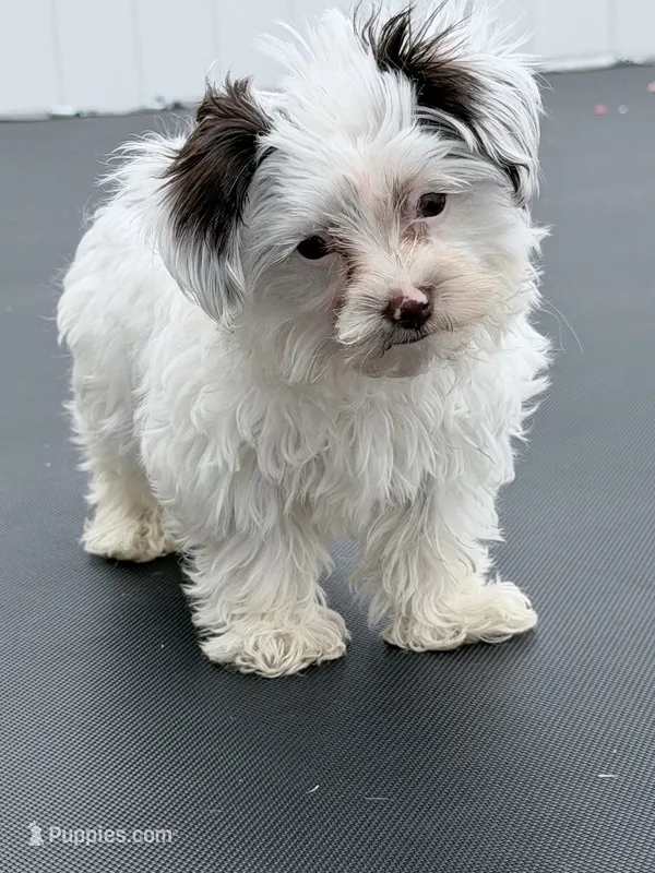 Cooper – Yorkshire Terrier puppy for sale in Greenville, SC