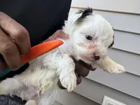 Cooper, a female Yorkshire Terrier for sale in Greenville, SC – Photo 2 of 4