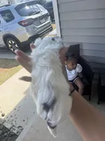 Cooper, a female Yorkshire Terrier for sale in Greenville, SC – Photo 4 of 4