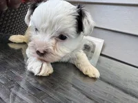 Cooper, a female Yorkshire Terrier for sale in Greenville, SC – Photo 3 of 4