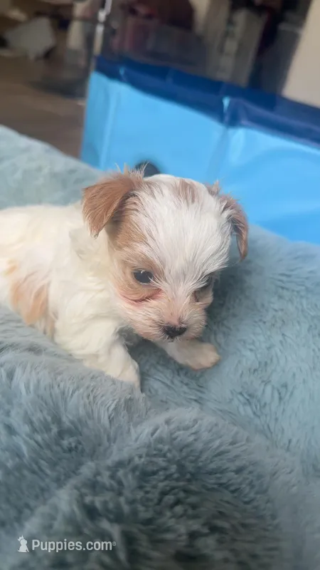 Snow White  – Yorkshire Terrier puppy for sale in Greenville, SC
