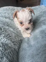 Snow White , a female Yorkshire Terrier for sale in Greenville, SC – Photo 4 of 4