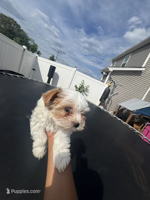 Snow White  – Yorkshire Terrier puppy for sale in Greenville, SC