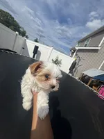 Snow White , a female Yorkshire Terrier for sale in Greenville, SC – 1 of 6