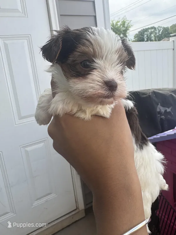 Beethoven  – Yorkshire Terrier puppy for sale in Greenville, SC