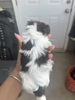 Beethoven , a male Yorkshire Terrier for sale in Greenville, SC – Photo 5 of 5