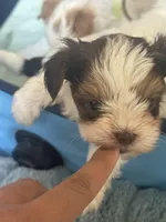 Beethoven , a male Yorkshire Terrier for sale in Greenville, SC – Photo 3 of 5