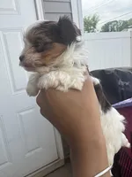 Beethoven , a male Yorkshire Terrier for sale in Greenville, SC – Photo 2 of 5