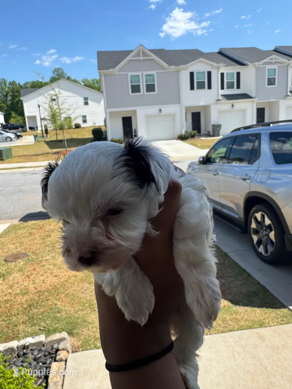 Cooper – Yorkshire Terrier puppy for sale in Greenville, SC