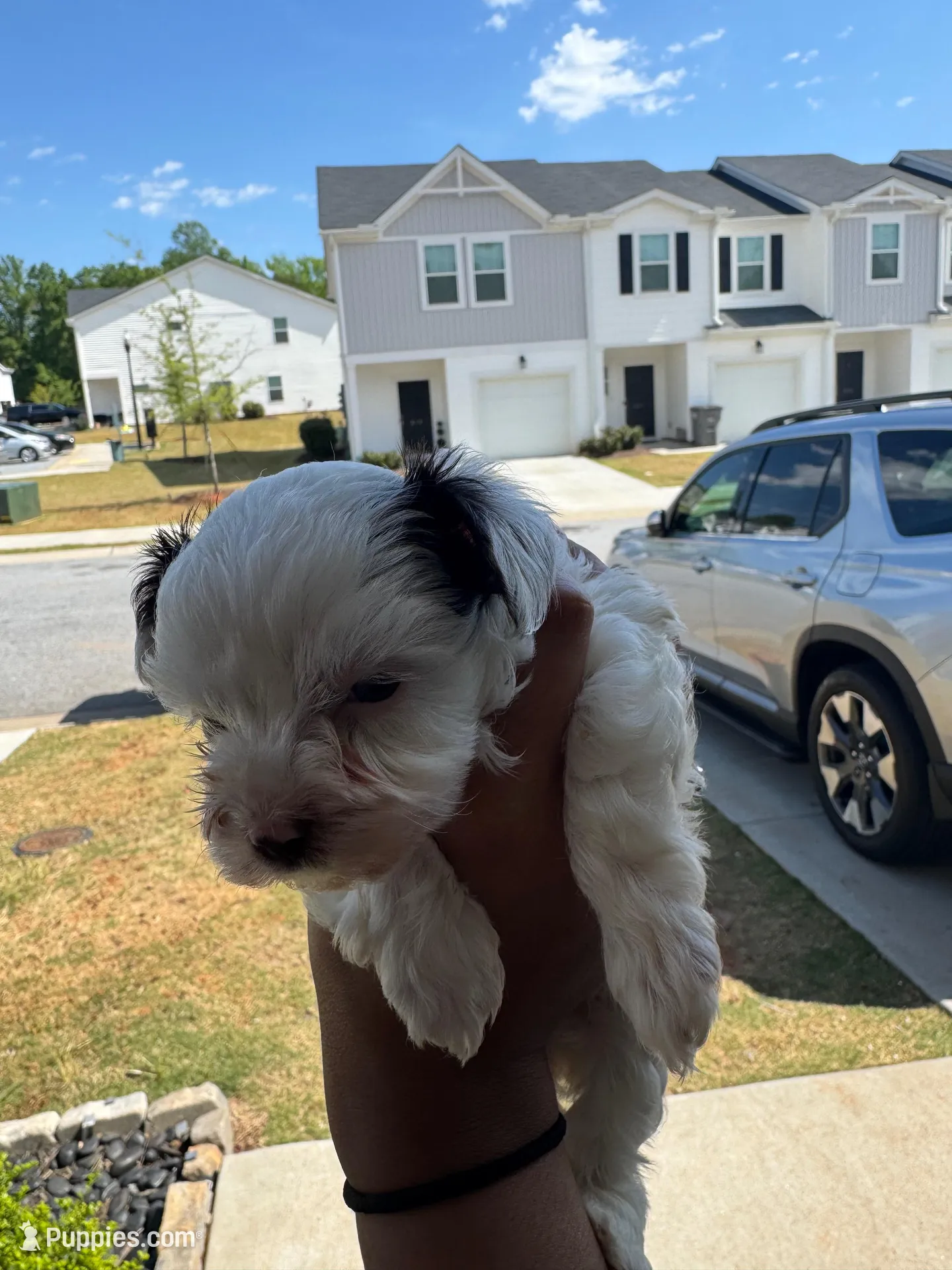 Cooper, a female Yorkshire Terrier for sale in Greenville, SC – Photo 1 of 4