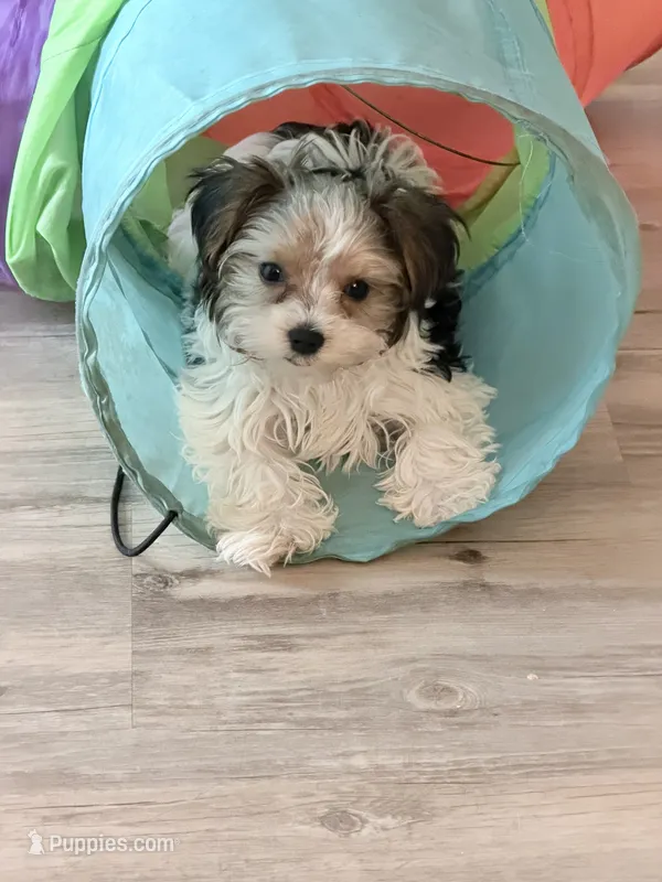 Oreo – Yorkshire Terrier puppy for sale in Greenville, SC