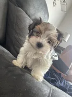 Oreo, a male Yorkshire Terrier for sale in Greenville, SC – 2 of 6