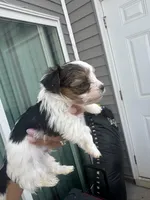 Oreo, a male Yorkshire Terrier for sale in Greenville, SC – Photo 2 of 4