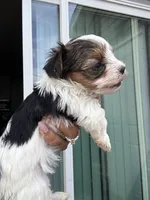 Oreo, a male Yorkshire Terrier for sale in Greenville, SC – Photo 3 of 4