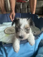 Oreo, a male Yorkshire Terrier for sale in Greenville, SC – Photo 1 of 4