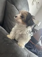 Oreo, a male Yorkshire Terrier for sale in Greenville, SC – 3 of 6