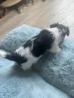 Oreo, a male Yorkshire Terrier for sale in Greenville, SC – Photo 4 of 4