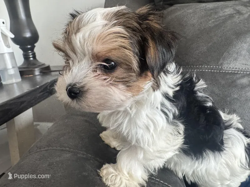 Oreo – Yorkshire Terrier puppy for sale in Greenville, SC