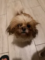 Agustina , a female Shih Tzu for sale in Budd Lake, NJ – 2 of 3