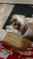Agustina , a female Shih Tzu for sale in Budd Lake, NJ – 1 of 3