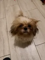 Agustina , a female Shih Tzu for sale in Budd Lake, NJ – 3 of 3