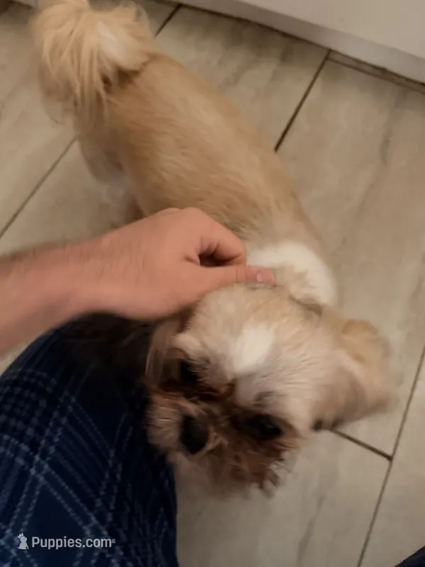 Josefa – Shih Tzu puppy for sale in Budd Lake, NJ